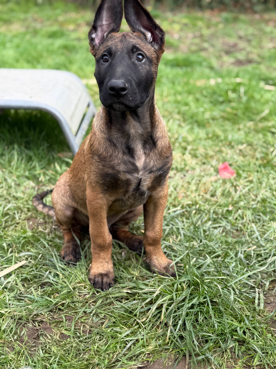 Du Sommet Etoilé - Chiots disponibles - Berger Belge