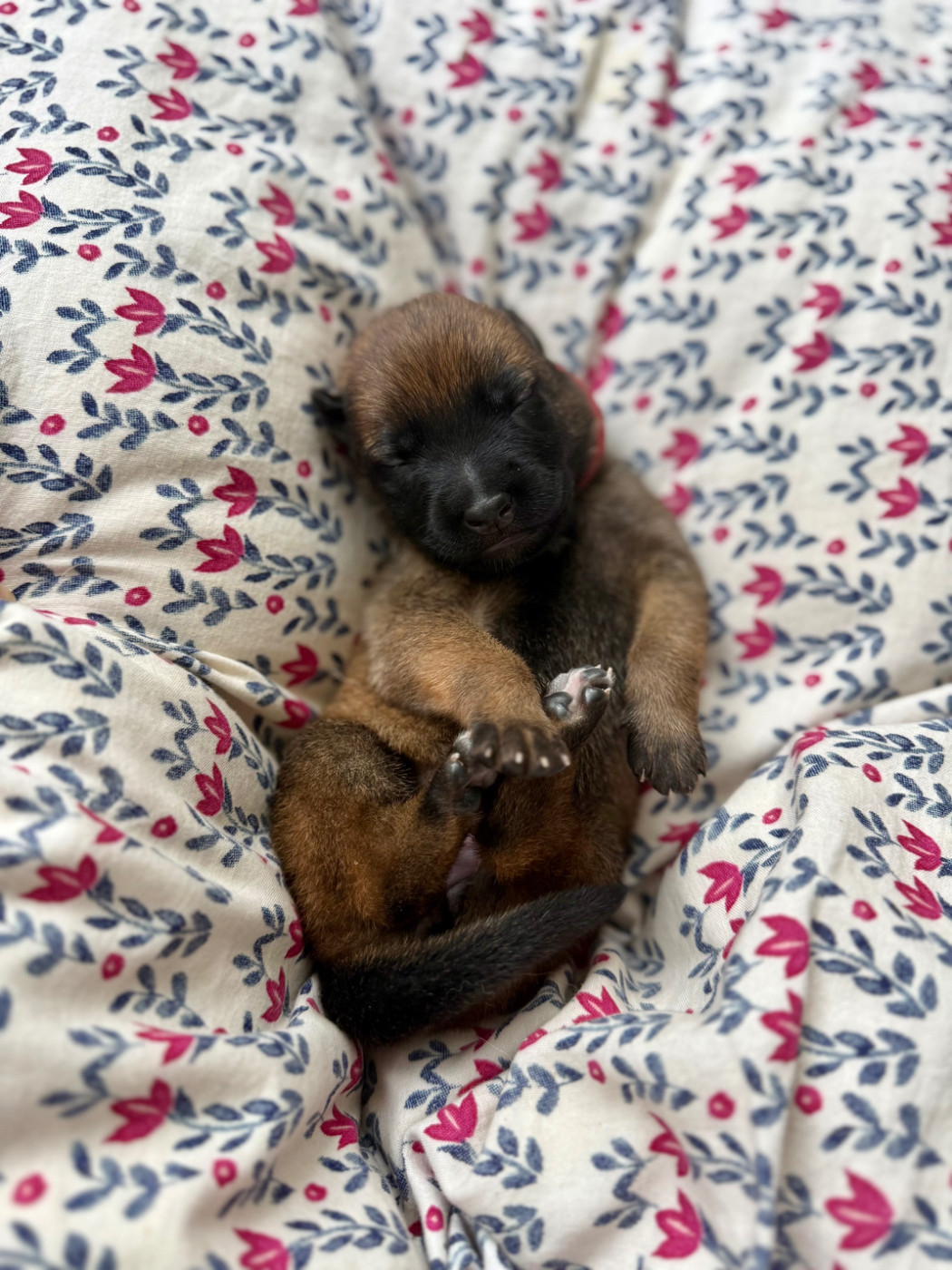 Du Sommet Etoilé - Chiots disponibles - Berger Belge