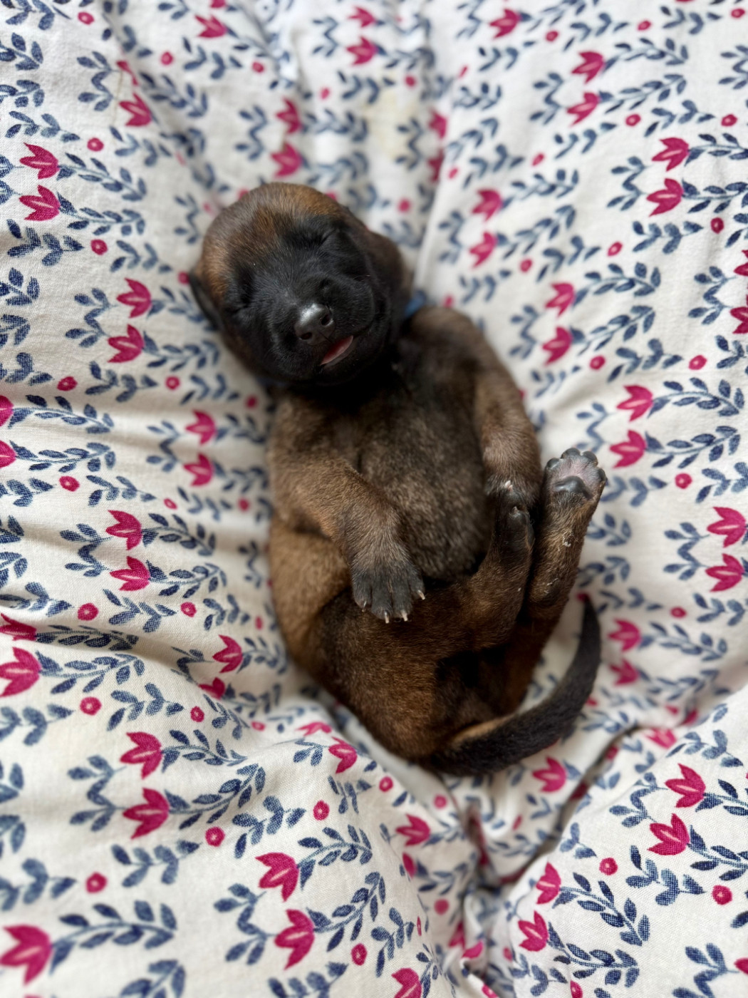 Du Sommet Etoilé - Chiots disponibles - Berger Belge