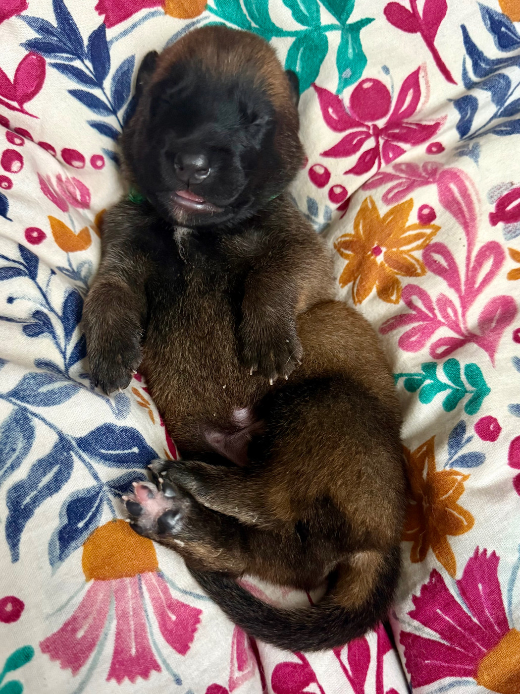 Du Sommet Etoilé - Chiots disponibles - Berger Belge