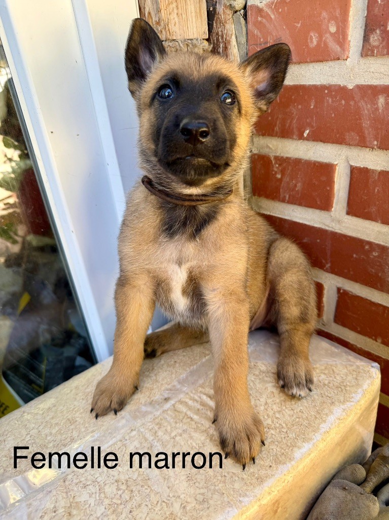 Du Sommet Etoilé - Chiots disponibles - Berger Belge