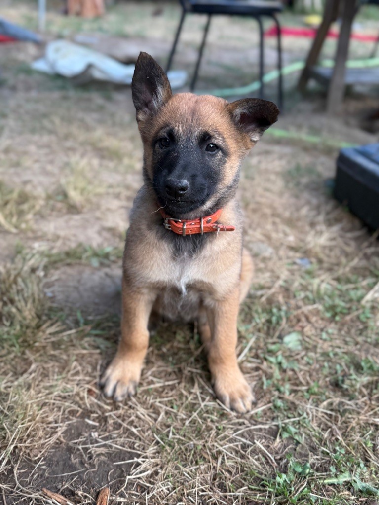 Du Sommet Etoilé - Chiots disponibles - Berger Belge