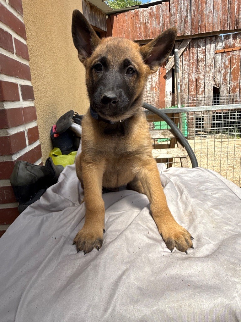 Du Sommet Etoilé - Chiots disponibles - Berger Belge