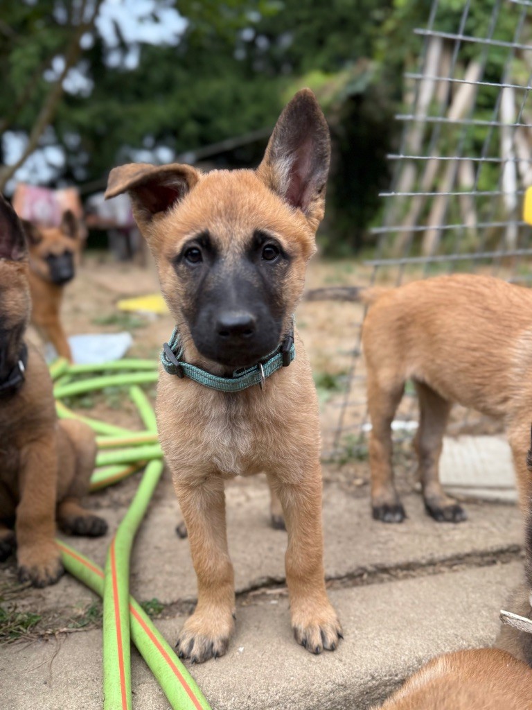 Du Sommet Etoilé - Chiots disponibles - Berger Belge