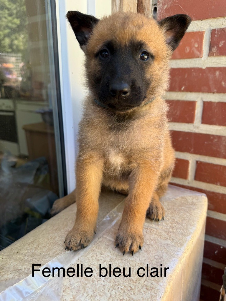 Du Sommet Etoilé - Chiots disponibles - Berger Belge