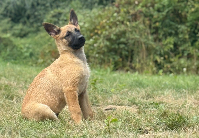 Anka 