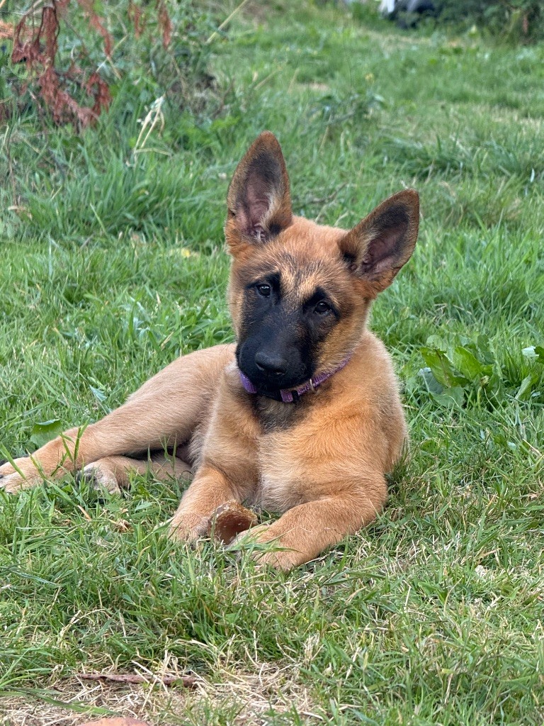 Du Sommet Etoilé - Chiots disponibles - Berger Belge