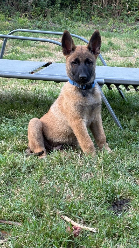Du Sommet Etoilé - Chiots disponibles - Berger Belge