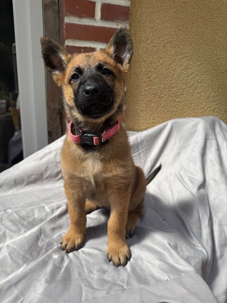 Du Sommet Etoilé - Chiots disponibles - Berger Belge
